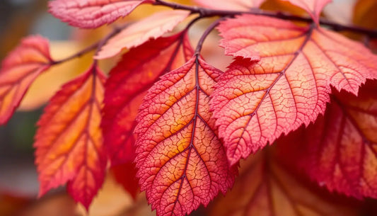 Vibrante Herbstblätter in rosa, rot und orange, inspiriert von Johanna Müllers Kunst.